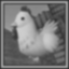 Lonely Cucco