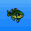 Bluegill