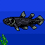 Coelacanth