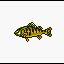 Yellow Perch