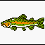 Rainbow Trout