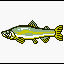 Chinook Salmon