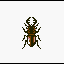 Brown Stag Beetle