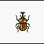 Agyrtidae Beetle