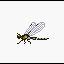 Cave Dragonfly