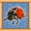 Ladybeetle Expert