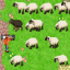 Sheep Rebuttal