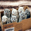 Box of Kittens