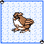 Pidgey