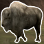 White Buffalo