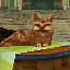 Cat Lover