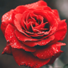 ~Homebrew~ Petals Around the Rose