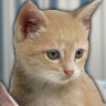 Catz