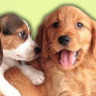 Dogz 2
