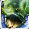 Bass Masters Classic