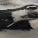 Amilex