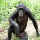 Astralossus
