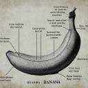 Bananas731