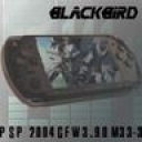 Blackbird256