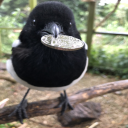CointossKenku