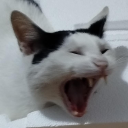Gatofobico