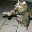 Gekkha