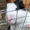 GuineaPigUuhh