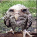 HumanSheep