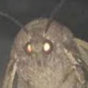 Mothman