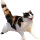 Orsisa