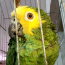 Papagaio