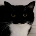 Pinguuuuu
