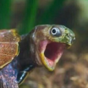 Samtasma