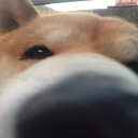 Syrus