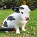 Uddercup