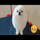 Xinxila