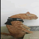 braiandmd
