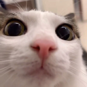 cambertian