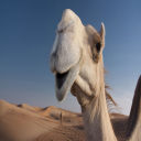 camel2hump