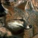 grayfox777