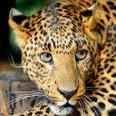 leopardus